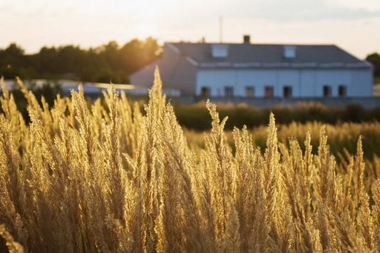 How to Spread Grass Seed