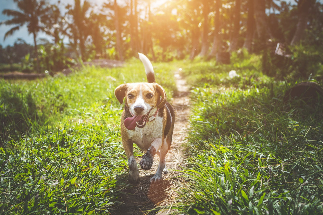 How to Build the Perfect Outdoor Kennel for Your Dog