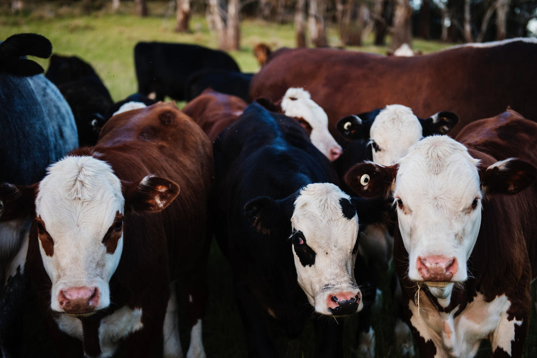 Can You Use Cattle Panels for Other Kinds of Livestock