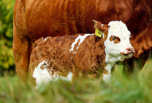 An Essential Guide to Spring Calving