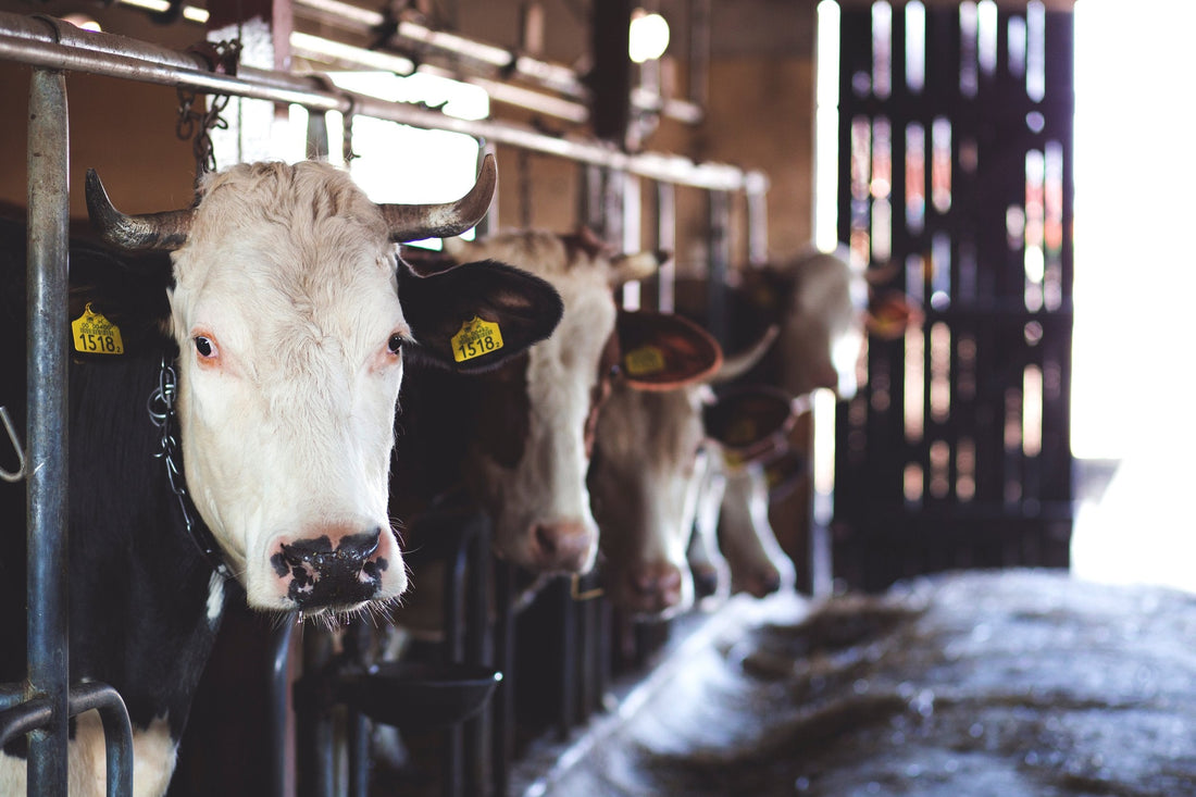 The 4 Most Popular Cattle Squeeze Chute Designs
