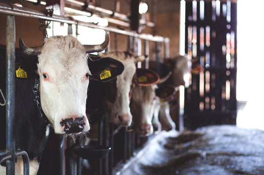 The 4 Most Popular Cattle Squeeze Chute Designs