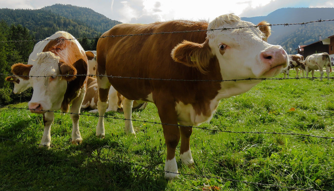 Which Field Fence Material Works Best for Cattle?