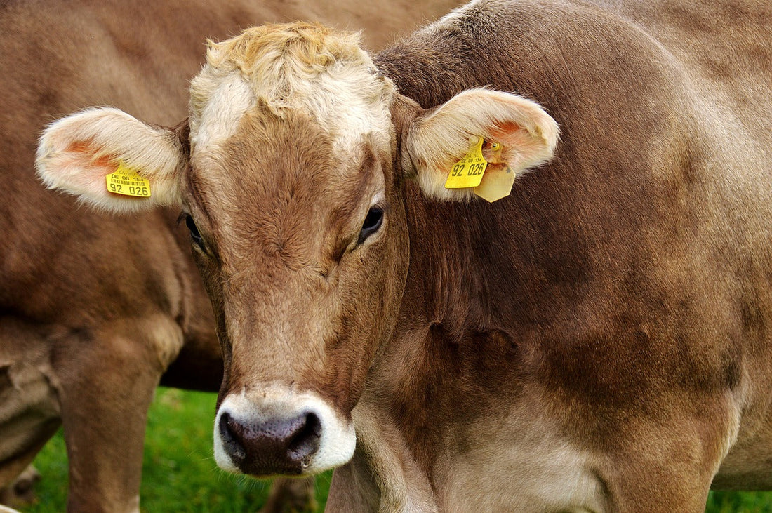 4 Tips for Weighing Animals Using Livestock Scales