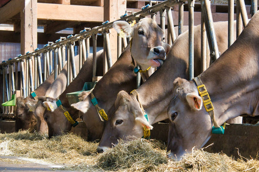 Design a Feed Plan for Healthy, Productive Cattle