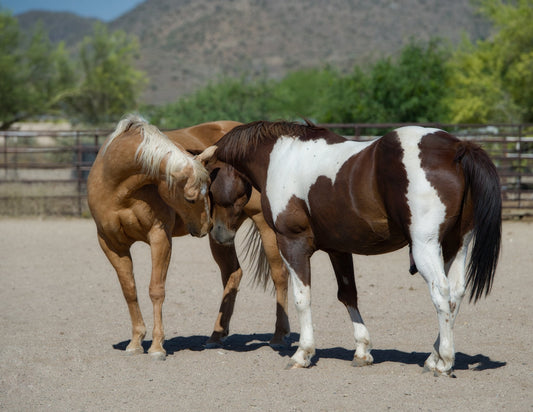 Introduction to Saddle Fit