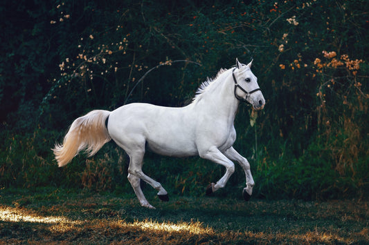 Equine Training in a Round Pen