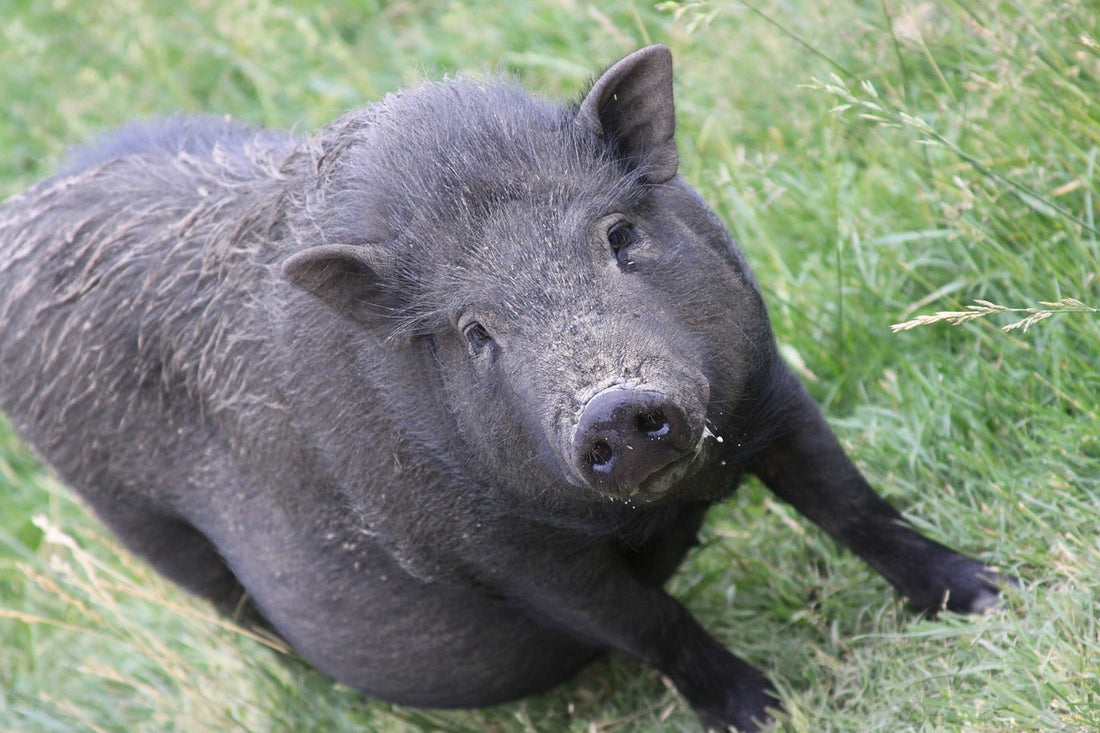 The Best Way to Trap Hogs