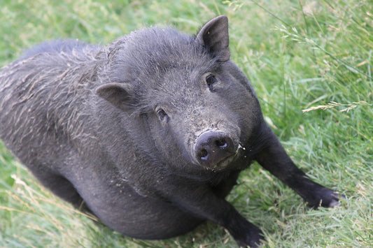 The Best Way to Trap Hogs
