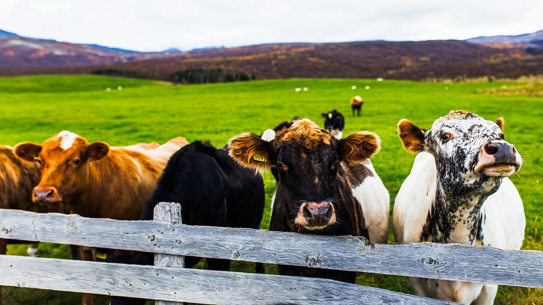 5 Cattle Fencing Mistakes to Avoid