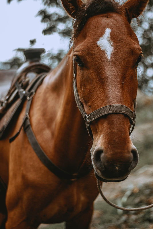 Cure a Squeaky Saddle