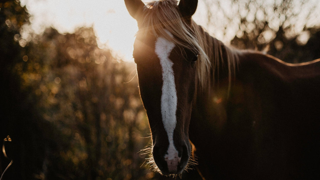 How to Measure a Saddle Seat Size