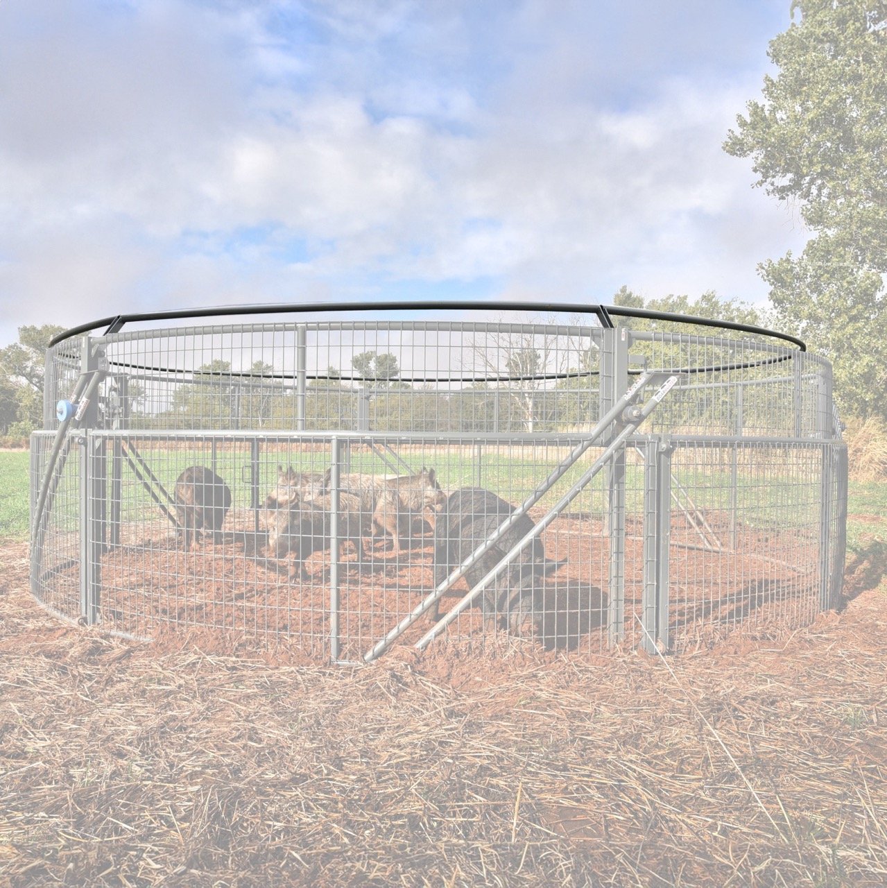 BoarBuster Jump Ring