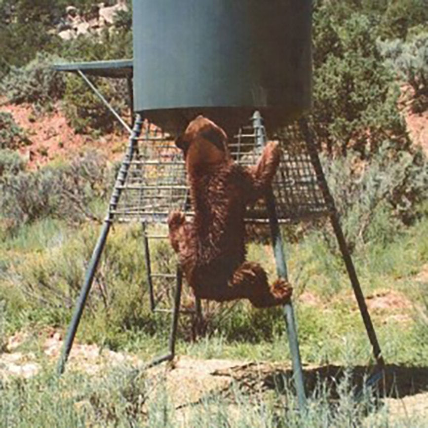 A bear is shown interacting with a metal corn feeder mounted on a stand in an outdoor setting with shrubbery in the background.