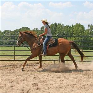 6 Foot Tall Premier Mustang Panel Round Pens