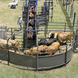 Solid Sweep Corral System 250 Head - SSCS-4