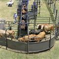 Solid Sweep Corral System 250 Head w/Calf Table - SSCS-5