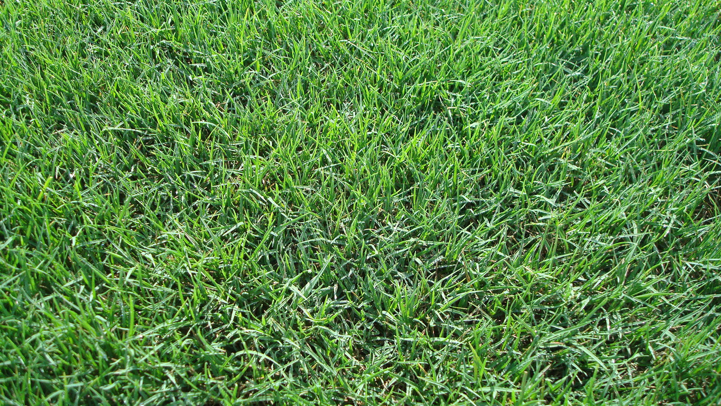 Fescue, Tall - Kentucky 31 (50 pounds)