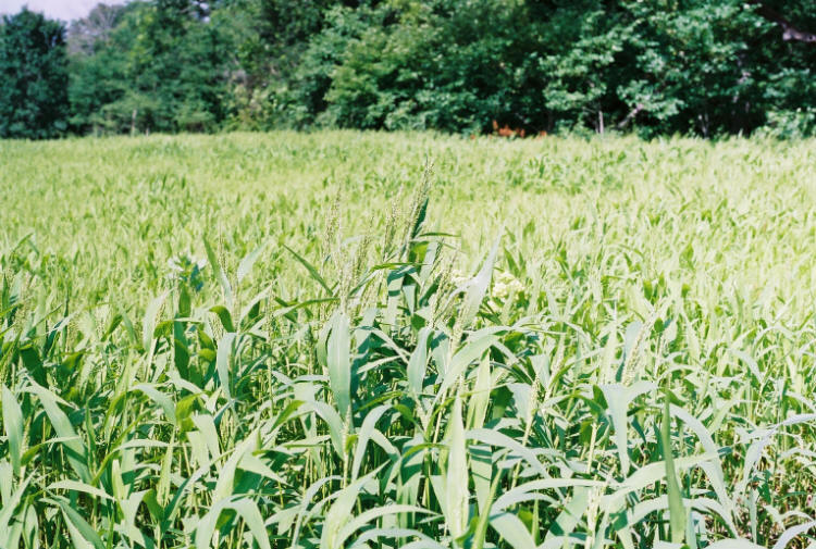 Millet, Browntop (50 pounds)