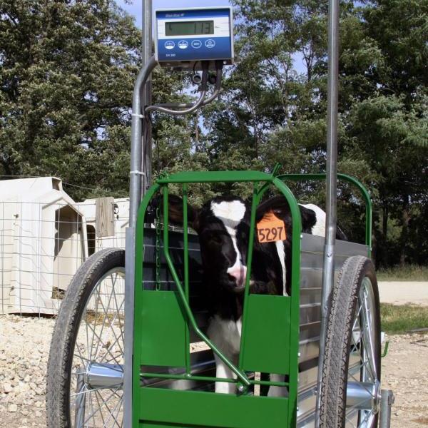 Calf Cart Scale
