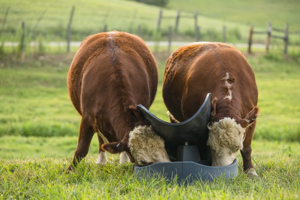 PolyGuard 4 Block Mineral Feeder