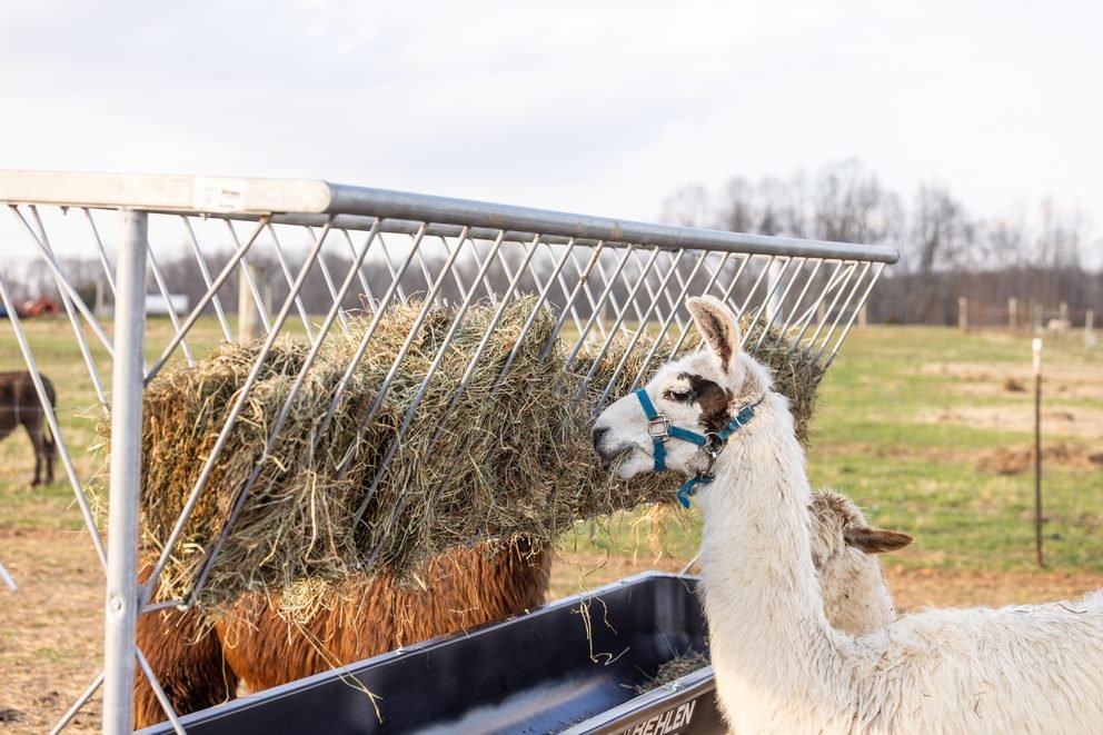 Stockman Elevated Bunk Feeder