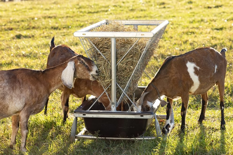 Foreman Pro All-In-One Feed Station
