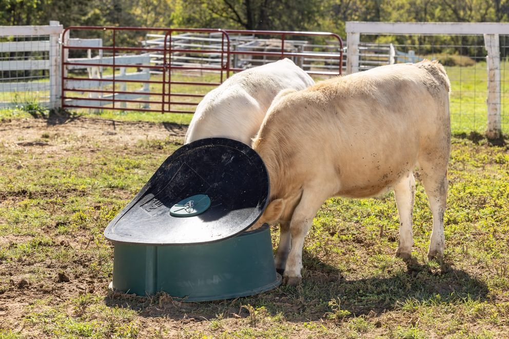 Big Valley Mineral Feeder