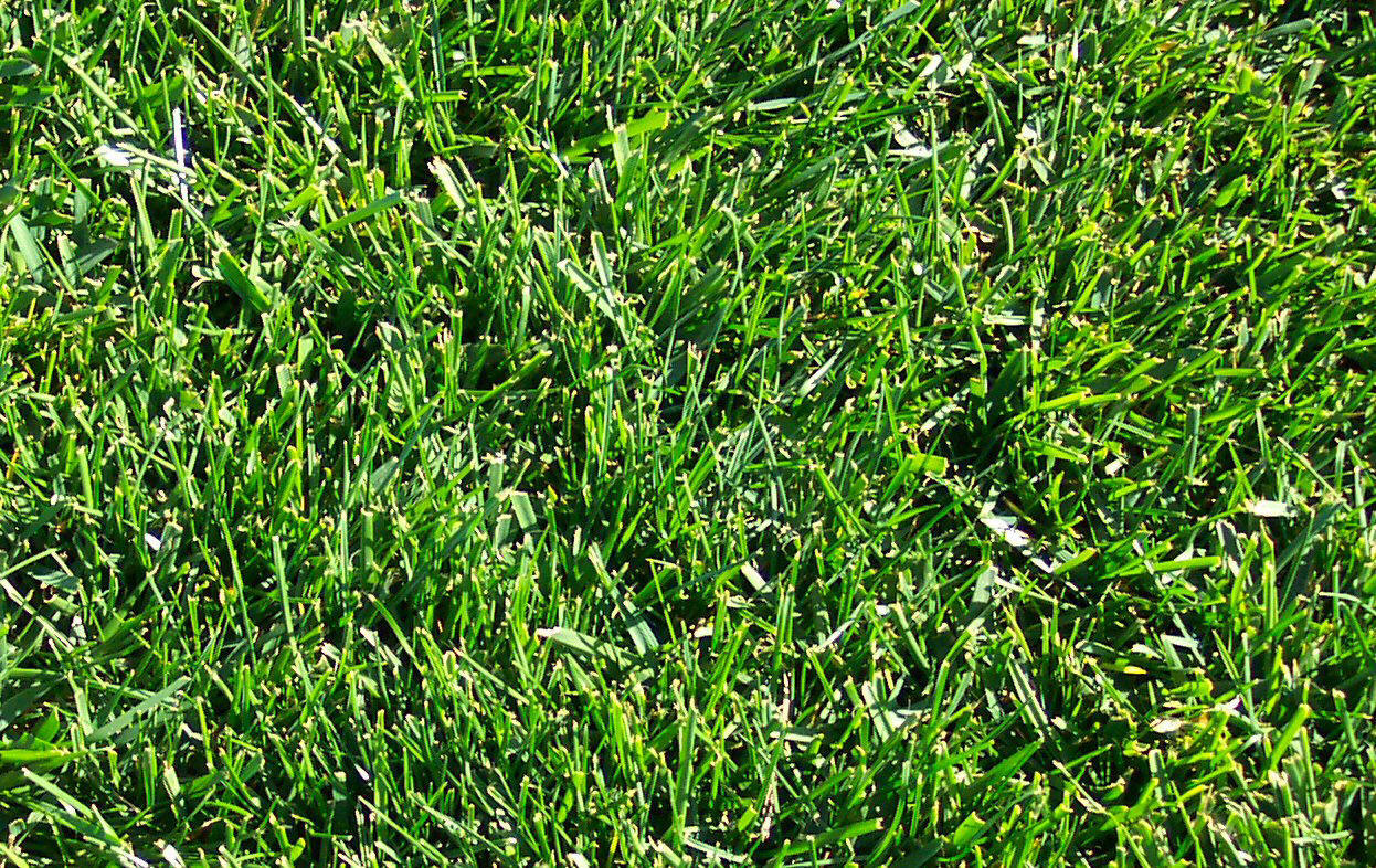 Fescue, T.L.C. Brand (50 pounds)