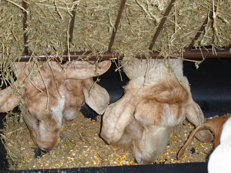 Sheep/Goat Feeder w/Hay Rack