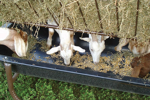 Sheep/Goat Feeder w/Hay Rack