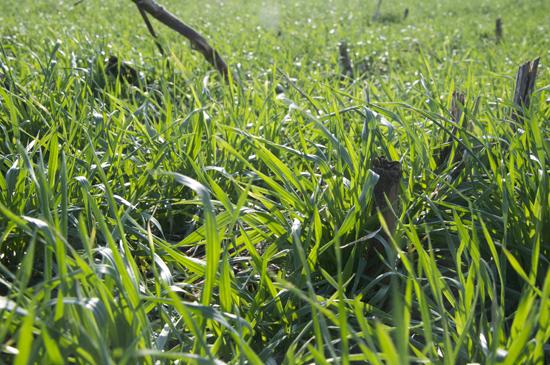 Wheat, Heavy Grazer 7306 (50 pounds)