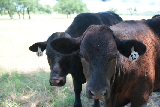 Tagged black and red Angus calves standing in a shaded Texas pasture