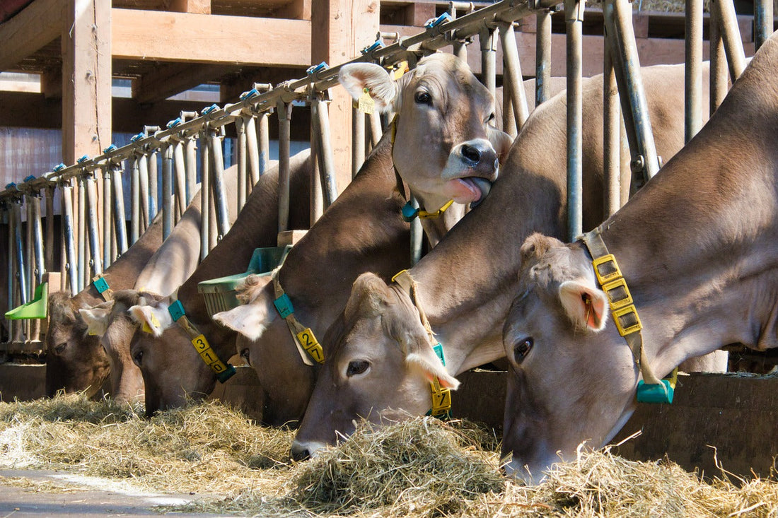 Design a Feed Plan for Healthy, Productive Cattle