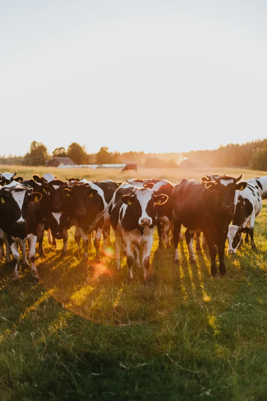 The Evolution of Cattle Handling: How Modern Practices Improve Animal Welfare