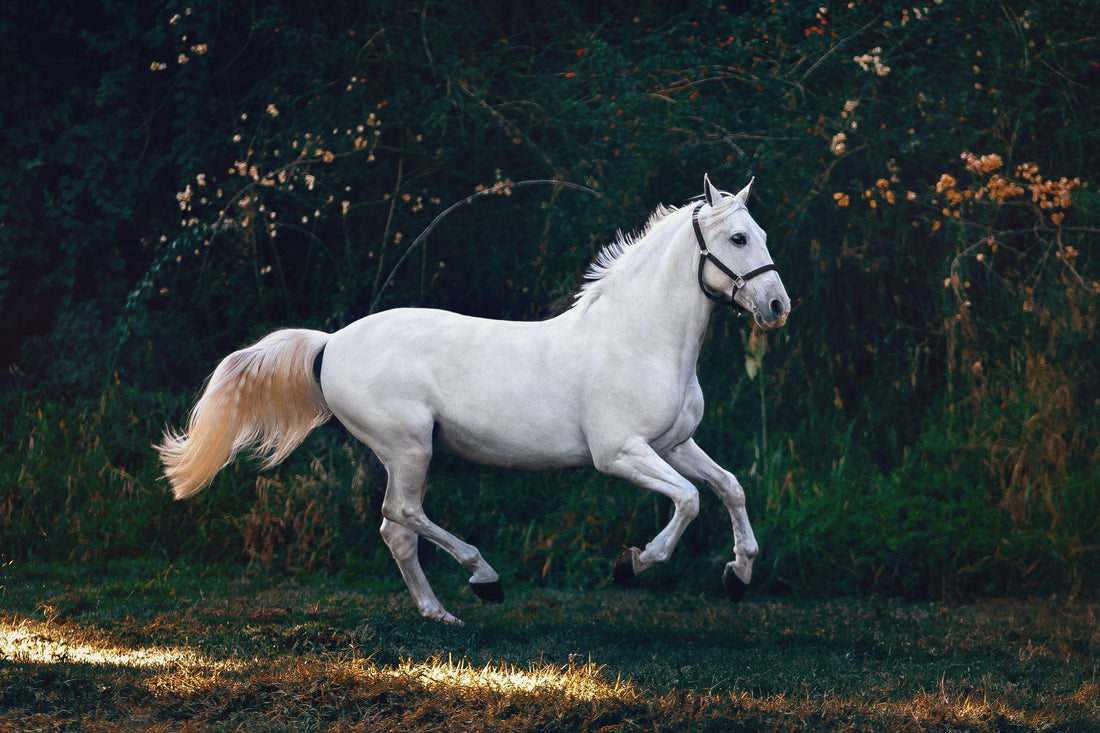 Equine Training in a Round Pen