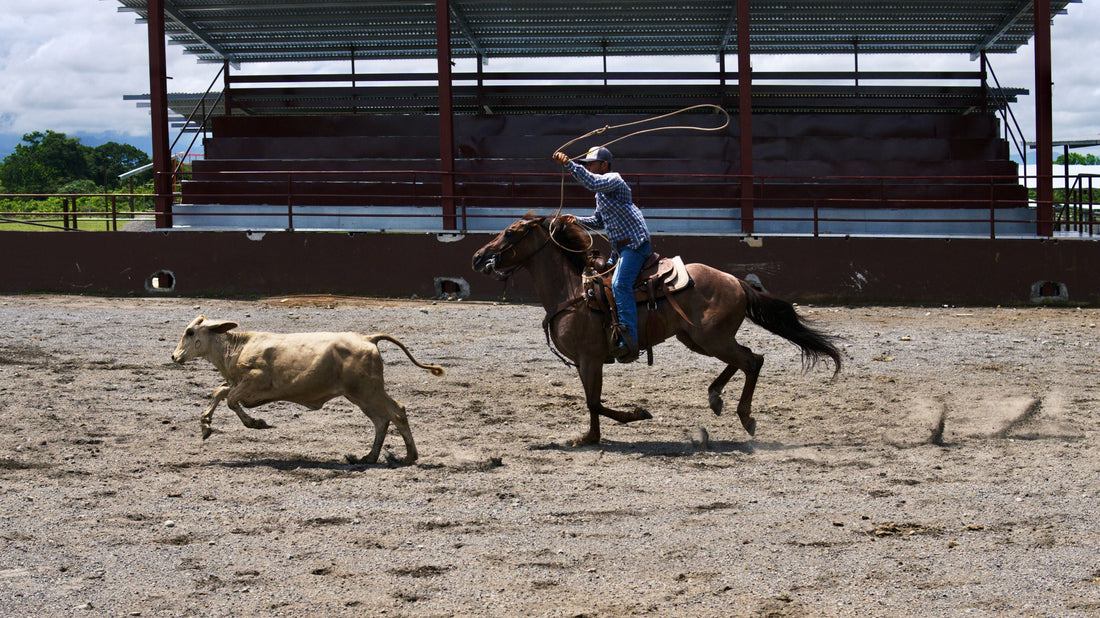 Cowboy on horseback skillfully lassoes a cow in an outdoor arena.