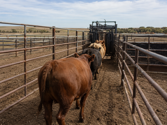 Beef cattle moving single file through a steel panel alley toward a squeeze chute on a working ranch