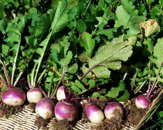 Turnip, Purple Top (White Globe) (50 pounds)