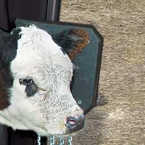 Classic Calf Table Accessories