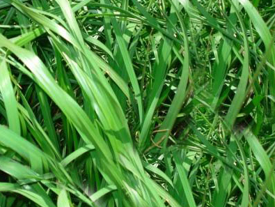 Bahiagrass, Argentine  (50 pounds)