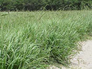 Bahiagrass, Pensacola (50 pounds)