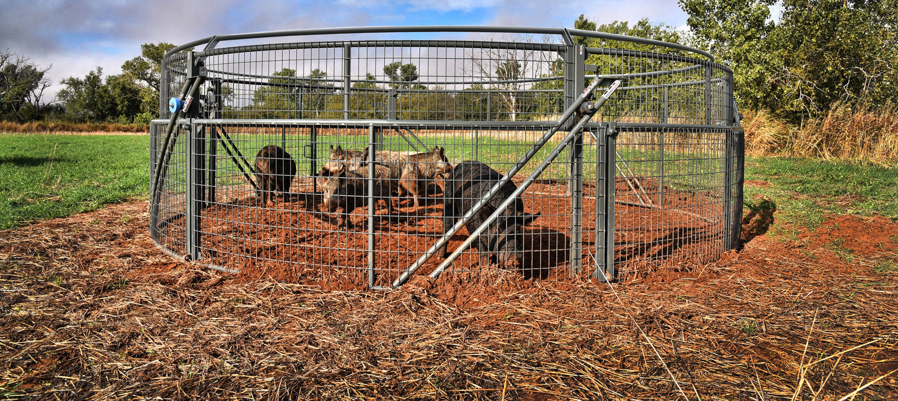 Wild hogs trapped in metal ring BoarBuster Trap