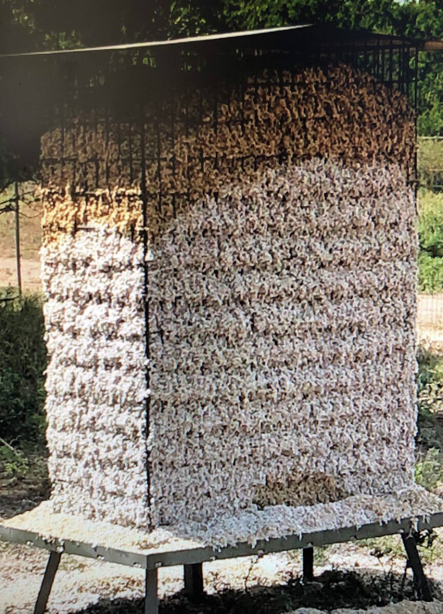 Cotton Seed Feeder