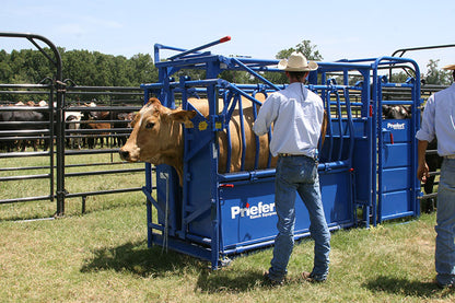 Artificial Insemination / Palpation Cage - PC