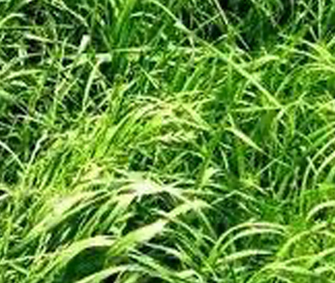 Ryegrass, TAM 90 (50 pounds)