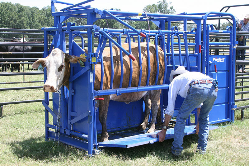 Squeeze Chute-S01 With Model 91 Head Gate - S0191
