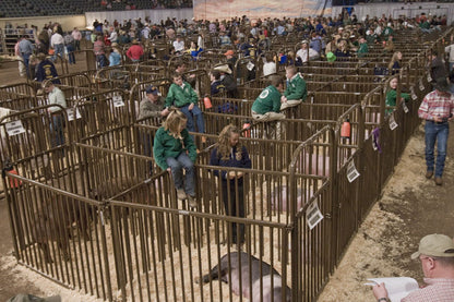 Sheep, Hog, and Goat Panels