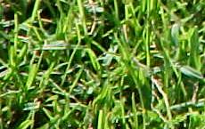 Bermudagrass, TEX*ACE Turf-Type