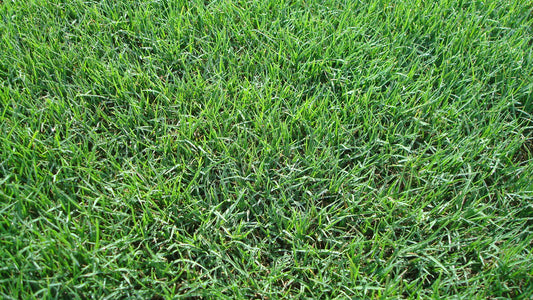 Bermudagrass, Common Hulled (95/85) (50 pounds)